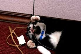 Several tips abound on how to stop cats from chewing wires, they include; How Can I Stop My Cats From Chewing Wires Paws And Effect