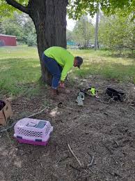 Maybe you would like to learn more about one of these? Northern Michigan Tree Service Owner Scales 60 Foot Tree During Amazing Kitten Rescue 9 10 News