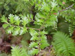 Image result for Phyllocladus trichomanoides