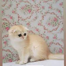 cins kedi sahiplendirme panosundaki pin