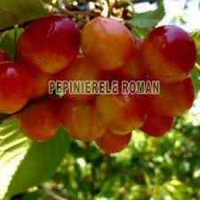 Regina (un soi excelent, fructe delicioase rezistente. Cires Pomi Fructiferi Material Saditor Comert Producator Pomi Altoiti