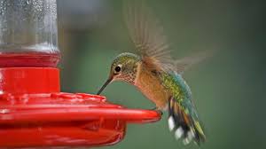 4 steps to help hummingbirds. Hummingbird Migration Map 2021 Sightings Patterns