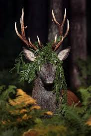 Pin By Ann E On Forest Spirits Animals Beautiful Animals Cute Animals