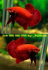 Item Fwbettashmp1444939987 Super Red Giant Hmpk Male Oct 166 165 1115 Ends Thu Oct 15 2015 03 13 07 Pm Cdt Fish Pet Red Giant Betta Fish
