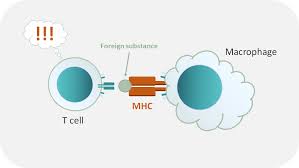 Image result for Major Histocompatibility Complex