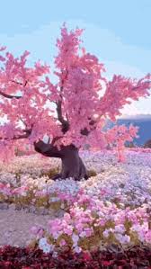 Cherry blossoms shigatsu wa kimi no uso arima kousei blondie hihi cherry blossom cherry blossom tree edits miyazono kaori ore no sakura scenery spring. Cherry Blossom Gifs Tenor