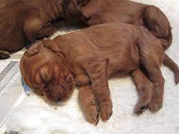 Fading Puppy Syndrome Dogspot In