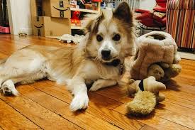 Sometimes feeding bread can help coat the object and keep it from causing problems while pushing it through the. The 10 Best Dog Toys According To Our Pups Reviews By Wirecutter