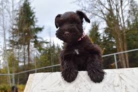 Akc registered miniature schnauzers grand champion bloodlines Schnauzer Colours