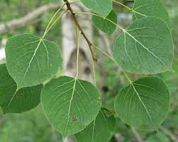 Populus Tremuloides Quaking Aspen Tree Etsy Aspen Trees Tattoo Aspen Trees Tree Identification
