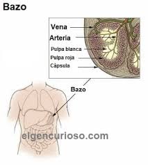Sin embargo, debido al desarrollo de ciertas infecciones y enfermedades, su tamaño puede incrementar. Bazo Definicion Funcion Y Localizacion El Gen Curioso