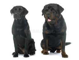 Ranges from $1,000 to $3,000. 412 Rottweiler Labrador Photos Free Royalty Free Stock Photos From Dreamstime