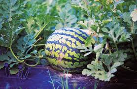 Watermelon (citrullus lanatus) is a flowering plant species of the cucurbitaceae family. Dirty Fingernails Growing Melons In Montana Home Garden Ravallirepublic Com