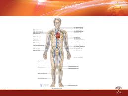 General Anatomy Of Cardiovascular System Ppt Download