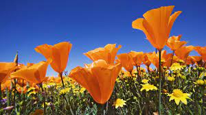 Flores de color naranja