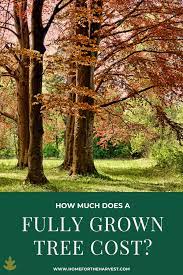 How Much Do Fully Grown Trees Cost Tree Buy Trees Buy Trees Online