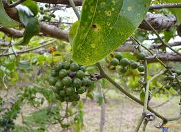 Image result for Smilax anceps