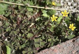 Image result for Oxalis corniculata