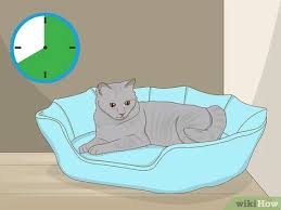 This company knows how to build quality cat items! How To Set Up Cat Shelves 14 Steps With Pictures Wikihow