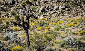 Maybe you would like to learn more about one of these? Desert Plants Cactus Wildflowers Flora Desertusa