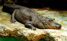 7 Crocodilian Species That Are Dangerous To Humans Britannica