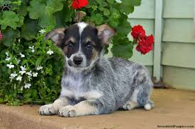 Kaleski drew up a standard, basing the cattle dog on the dingo, believing that this was the type. Blue Heeler Mix Puppies For Sale Greenfield Puppies