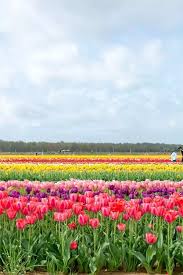 Holland Ridge Farms Tulip Festival Brings Spring Reverberations Tulip Festival Tulips Philadelphia Flower Show