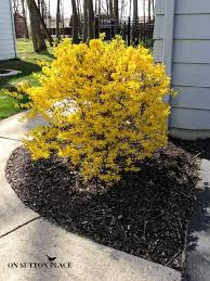 Image result for forsythia bush ideas