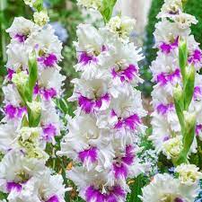 July To August On Stems Around 3 4 Tall Bright White And Purple Blooms Light Up The Garden Grows With Gladiolus Flower Bulb Flowers Gladiolus Flower Meaning