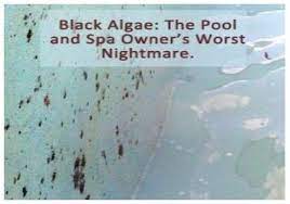 How to remove black algae: Treatment Of Black Algae In Pools Intheswim Pool Blog