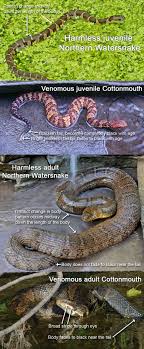 See full list on livescience.com Cottonmouths And Similar Looking Harmless Species