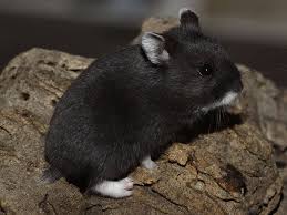 Baby Black And White Syrian Hamster Russian Dwarf Hamster Campbell Hamster Colors Russian Dwarf Hamster Cute Hamsters Dwarf Hamster