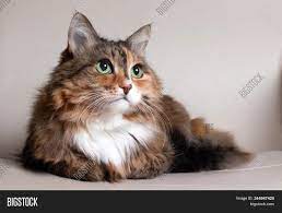 Domestic Long Hair Cat Image Photo Free Trial Bigstock