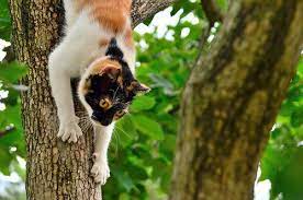 holmes calico cat good at climbing trees 三毛猫ホームズは木登りが上手