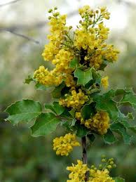 Image result for Psychotria mahonii