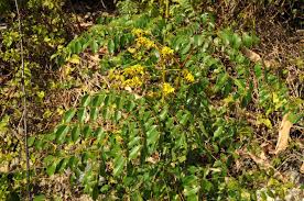 Image result for Mezoneuron