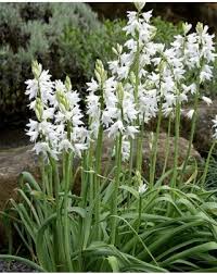 Image result for Ornithogalum seineri