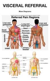 Visceral Pain Referral Snapspt