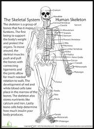 Human Skeletal System Worksheet Education Com Human Body Worksheets Skeletal System Worksheet Human Skeletal System