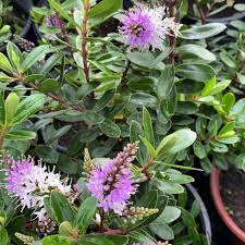 Image result for Hebe