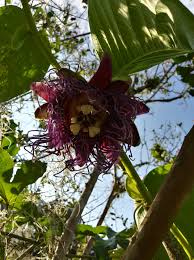 Image result for Passiflora quadrangularis