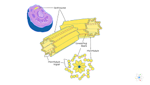 Maybe you would like to learn more about one of these? The Role Of Microfilaments In Cytokinesis
