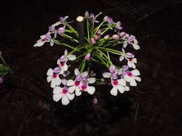 Image result for Cynorkis symoensii