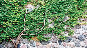 Climbing plants add a richness and depth to any garden space and with the proper knowledge, you'll have healthy and luscious climbing plants. Growing Up The Art Of Climbing Plants The Guardian Nigeria News Nigeria And World News Saturday Magazine The Guardian Nigeria News Nigeria And World News
