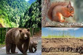 Vegetaţia şi fauna apelor curgătoare şi lacurilor 2. VegetaÅ£ia Fauna Si Solurile Europei