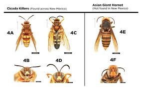 It's a huge pet peeve of mine when people call at any rate, they're smooth and shiny and their black and yellow stripes are bright flags yelling when i was a child, the large black wasps or hornets looked like deadly flying shrimp to me. Nmsu Large Wasps In New Mexico Or The Asian Giant Hornet