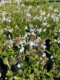 Image result for Plumbago auriculata
