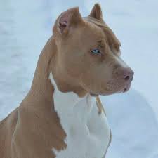Pit bull owners know that their dogs are some of the sweetest animals on earth. Pin Em Pets With Character