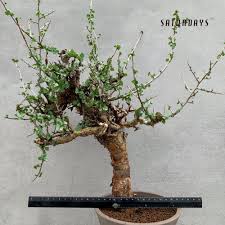 Image result for Commiphora kua