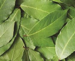 Bay leaves is used in stew, italian pasta sauce and i usually add them in my soup stock to enhance the flavour. Bay The Noblest Of Herbs Herbs Grow To Eat The Gardener The Gardener